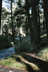 sunrise in the forest and the descent of a river