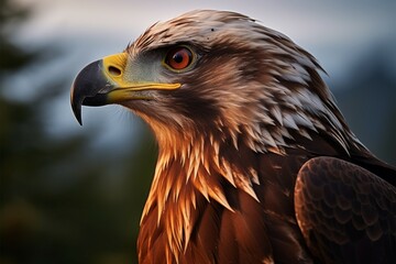 Obraz premium Portrait of a fish in its aquatic habitat, beautifully captured