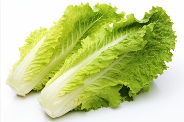 Fresh romaine lettuce on a clean white background for advertisements and packaging designs - obrazy, fototapety, plakaty