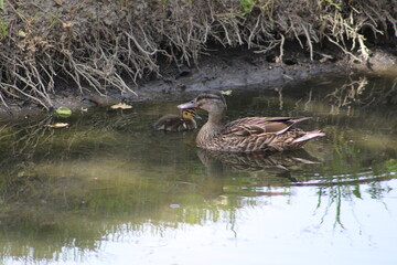 Obraz premium duck in the water