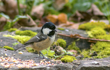 Coal tit