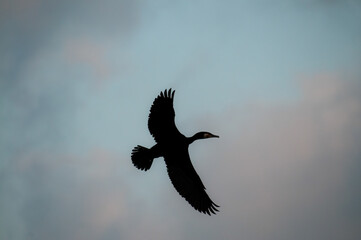 Great Cormorant, Phalacrocorax carbo, flying over Lake Karataş, Burdur, Turkey. Silhouette photo.