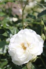 white rose in garden