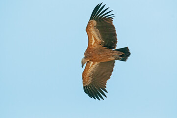 Griffon Vulture, Gyps fulvus, flying in Akdağ, Tokalı Canyon in Turkey.