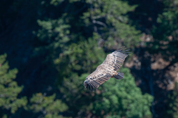 Griffon Vulture, Gyps fulvus, flying in Akdağ, Tokalı Canyon in Turkey.