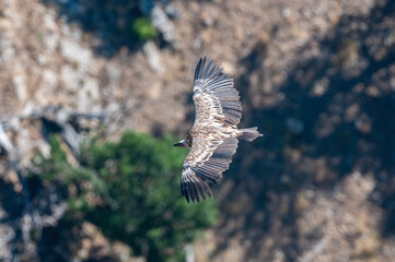Griffon Vulture, Gyps fulvus, flying in Akdağ, Tokalı Canyon in Turkey.