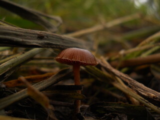 fotografías de plantas,animales, flores,cabaña y setas