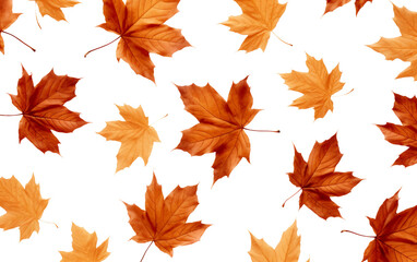 Fallen Maple Leaves On Transparent PNG