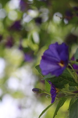 purple flower in the garden