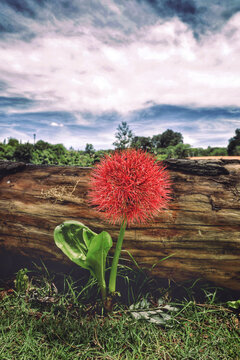 Flower of the species Salmon sangu lily next to a tree trunk