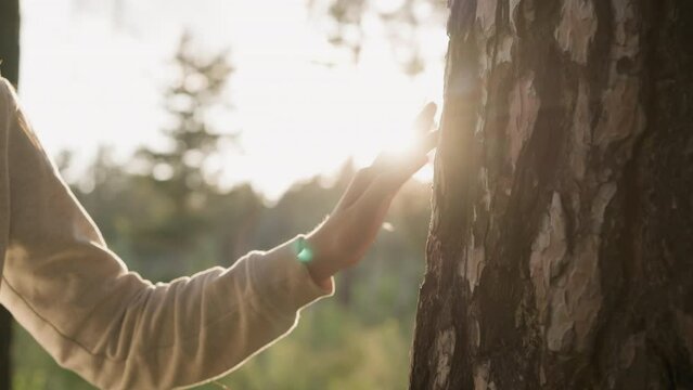 Lady gently touches tree trunk at sunset. Young woman enjoys beauty of nature under warm sunlight walking in forest at evening. Relaxation in fresh air