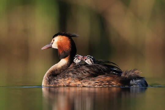A great crested grebe rests on the water's surface, its chicks comfortably seated on its back, as it enjoys the warm glow of the sunset