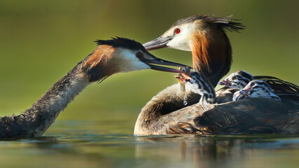 A great crested grebe feeds its chick in the midst of a tender family moment on a sunlit lake, displaying the bond between parent and offspring