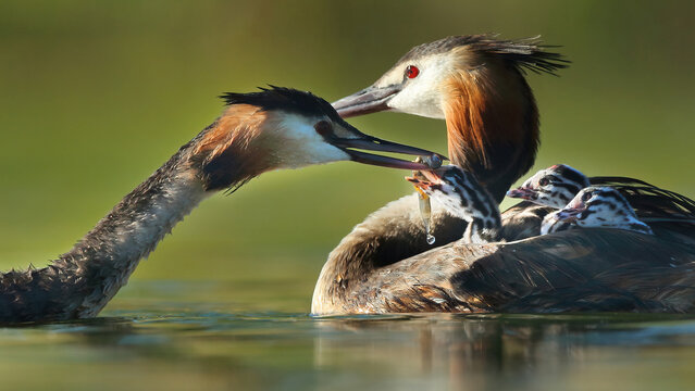 A great crested grebe feeds its chick in the midst of a tender family moment on a sunlit lake, displaying the bond between parent and offspring