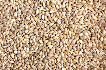 Uncooked pearled barley grains texture