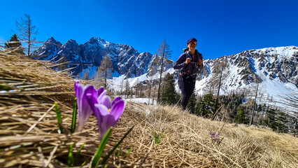 Woman hiking on meadow of pink crocus flowers at Ogrisalm, Karawanks mountains in Carinthia,...