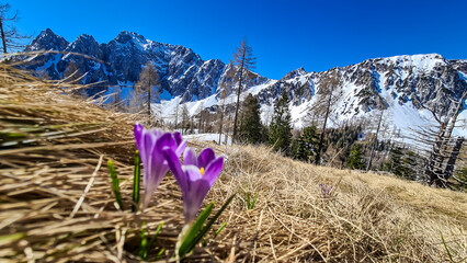 Field of pink crocus flowers at Ogrisalm with a panoramic view on mountain peaks in early spring in...