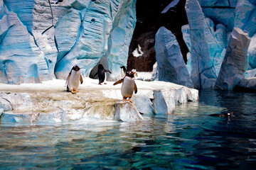  penguin colony