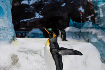 penguin in polar regions
