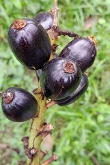 Cardamomo Comestibles 