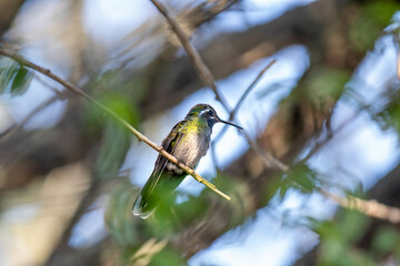 hummingbird © Emmanuel