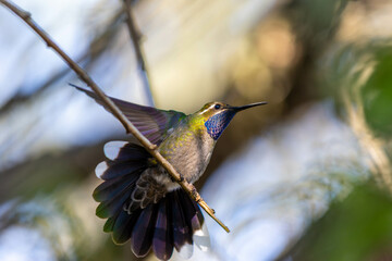 hummingbird © Emmanuel