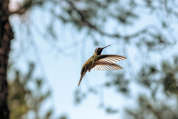 hummingbird © Emmanuel