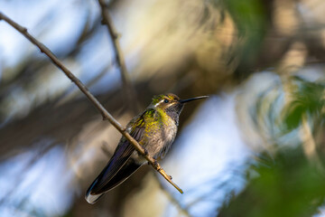 hummingbird © Emmanuel