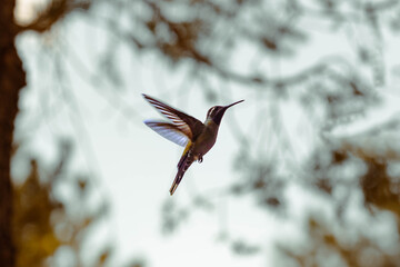 hummingbird © Emmanuel