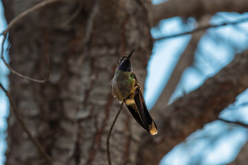 hummingbird © Emmanuel