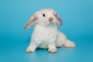 White decorative fold rabbit