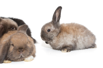 Obraz premium Small lop-eared rabbits