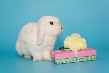 White decorative fold rabbit with a gift box