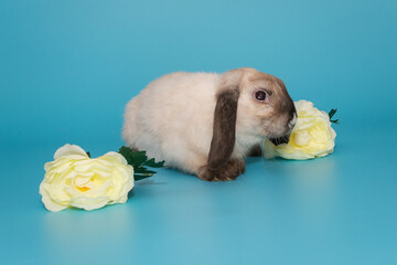 Decorative, lop-eared rabbit of Siamese color
