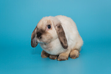 Decorative, fold-eared rabbit