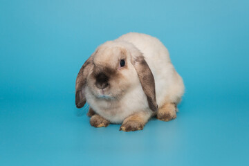 Decorative, fold-eared rabbit of Siamese color
