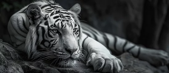 Foto op Canvas White Tiger in black and white. © AkuAku