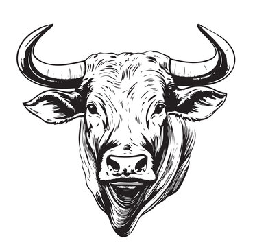 Head of bull logo sketch hand drawn Vector