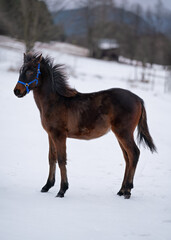 Young brown Arabian horse foal standing on snow covered landscape, thick fur due to cold weather