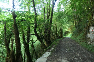 Obraz premium Foret Asque