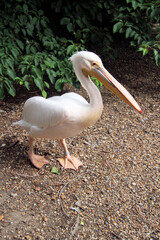 A close up of a Pelican in the sunshine