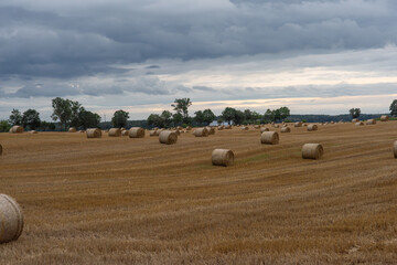 Fototapeta premium Harvest, Sheaves of straw in the field,round stacks of dry straw on harvest field