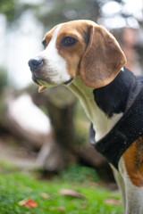 dog playing parkdog looking straight