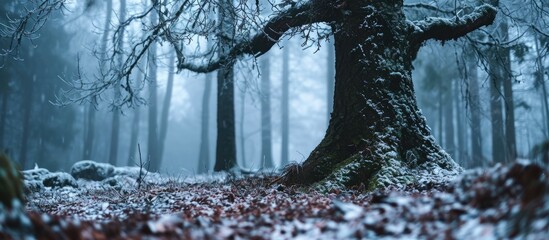 Solitary tree in a chilly forest. - obrazy, fototapety, plakaty