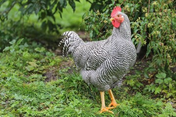 Free Hen in Northern Norway