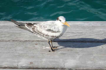 Obraz premium Belize - Caye Caulker - Island views