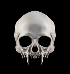 Vampire skull with long fangs isolated on black background