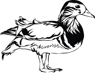 Cartoon Black and White Isolated Illustration Vector Of A Duck Standing Up