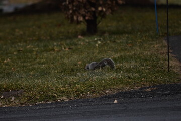 La Plaine 26 Décembre 2023