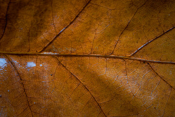 close up of a leaf,leaf texture